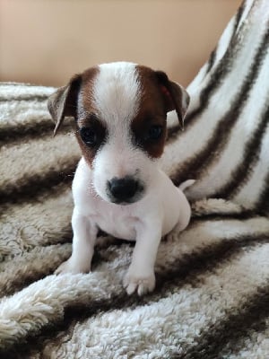 CHIOT 7 - Jack Russell Terrier