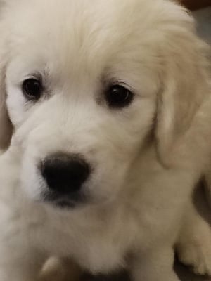 CHIOT 3 - Golden Retriever