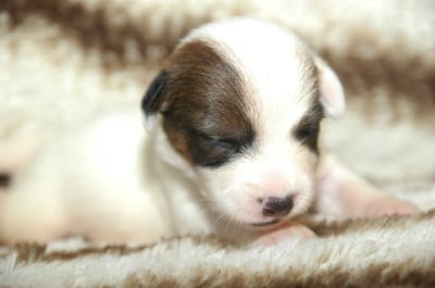 Les chiots de Jack Russell Terrier