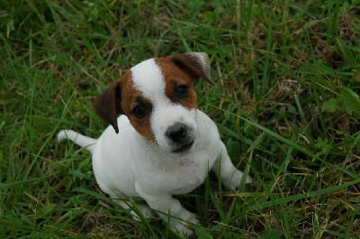 Les chiots de Jack Russell Terrier