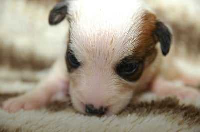 Les chiots de Jack Russell Terrier