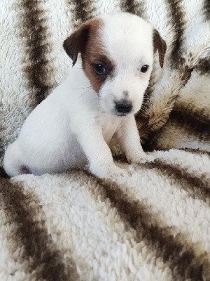 CHIOT 6 - Jack Russell Terrier