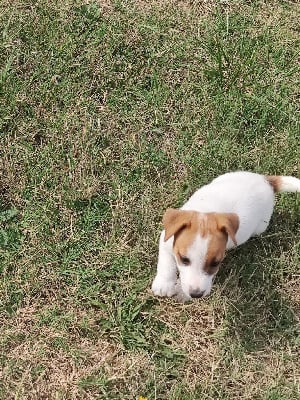 Les chiots de Jack Russell Terrier