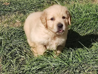 Les chiots de Golden Retriever