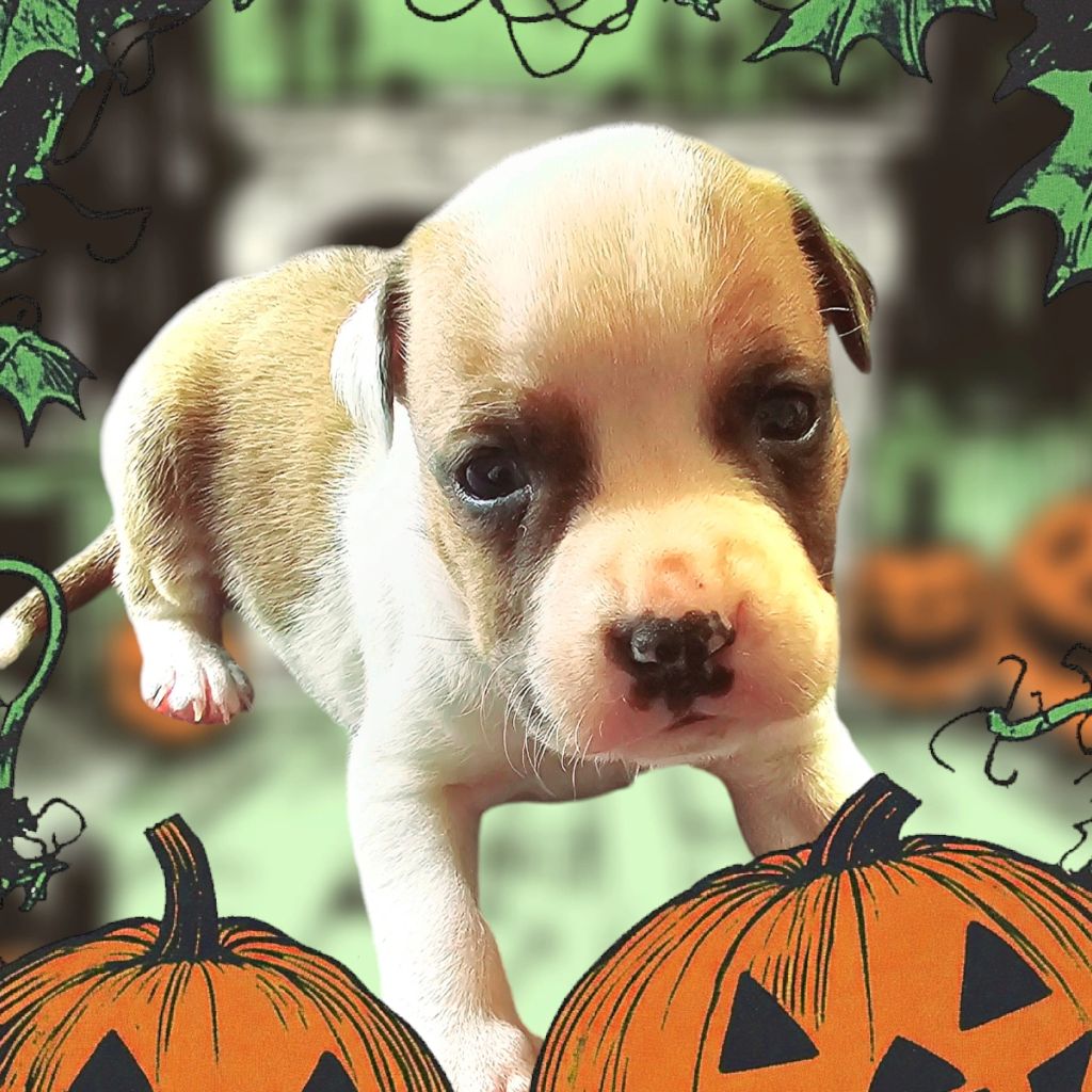 CHIOT 2 - American Staffordshire Terrier