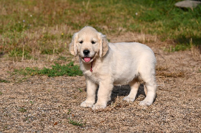 Les chiots de Golden Retriever