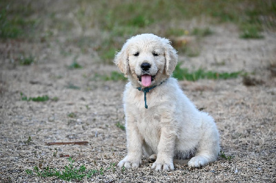 Les chiots de Golden Retriever