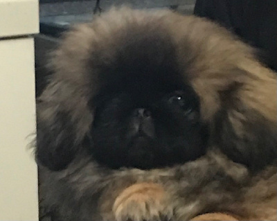 Les chiots de Pekinois