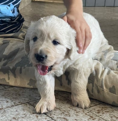 Les chiots de Golden Retriever