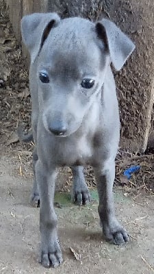 Les chiots de Petit Levrier Italien