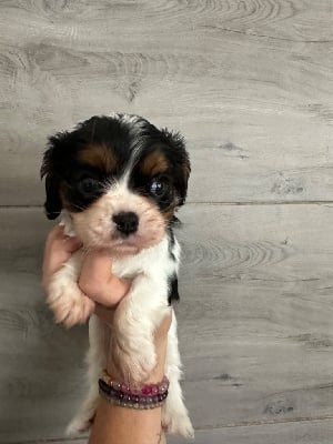 Les chiots de Cavalier King Charles Spaniel