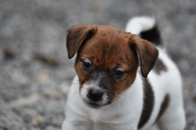 Les chiots de Jack Russell Terrier