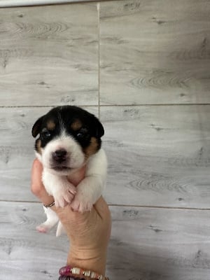 Les chiots de Jack Russell Terrier