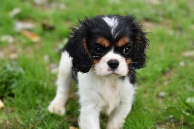 Les chiots de Cavalier King Charles Spaniel