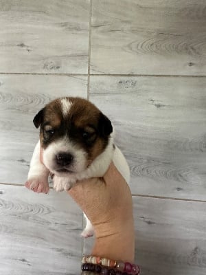 Les chiots de Jack Russell Terrier