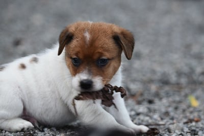 Les chiots de Jack Russell Terrier