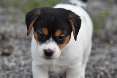 Les chiots de Jack Russell Terrier