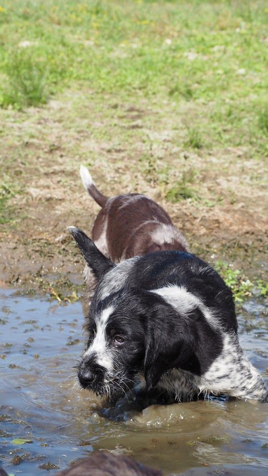 CHIOT - Chien d'arrêt allemand à poil dur