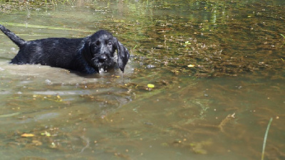 CHIOT - Chien d'arrêt allemand à poil dur