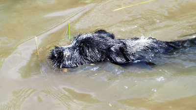 CHIOT - Chien d'arrêt allemand à poil dur