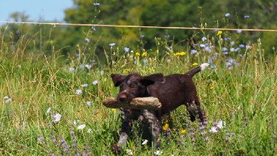 CHIOT - Chien d'arrêt allemand à poil dur