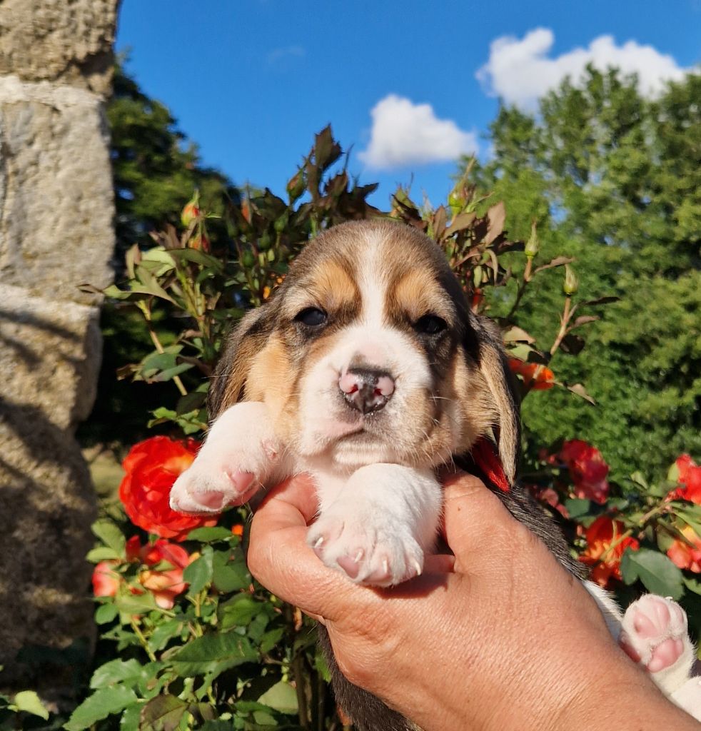 Collier bleu - Beagle