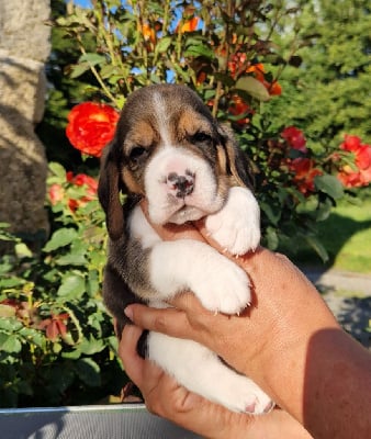 Les chiots de Beagle