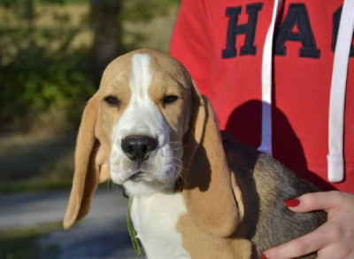 Les chiots de Beagle