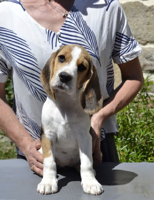 Collier violet - Beagle