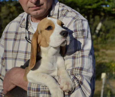 Les chiots de Beagle