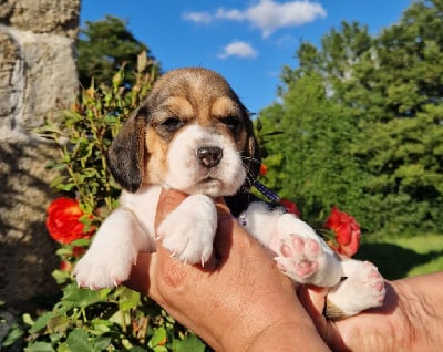 Collier violet - Beagle