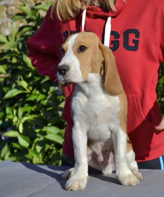 Les chiots de Beagle