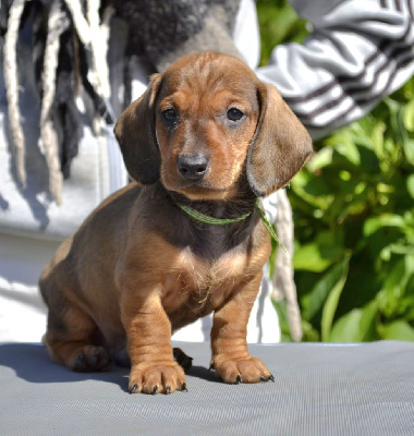 Les chiots de Teckel poil ras