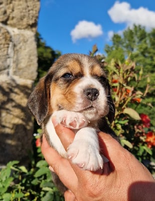 Les chiots de Beagle