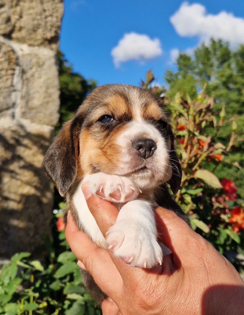 Collier vert - Beagle