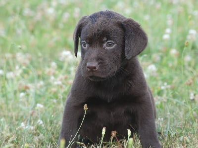 Les chiots de Labrador Retriever