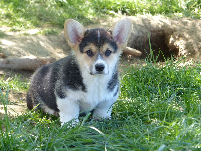 Les chiots de Welsh Corgi Pembroke