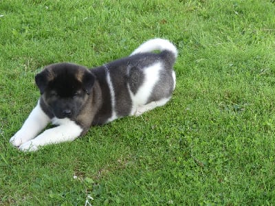 Les chiots de Akita americain