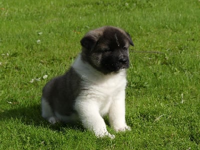 Les chiots de Akita americain