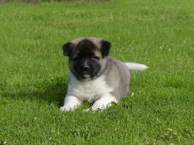 Les chiots de Akita americain