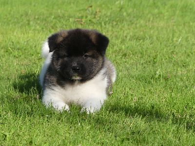 Les chiots de Akita americain