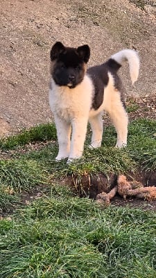 Les chiots de Akita americain