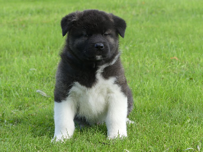 Les chiots de Akita americain