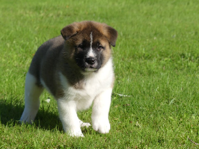 Les chiots de Akita americain