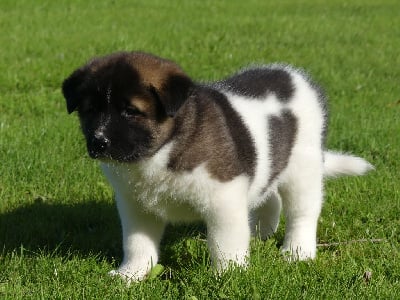 Les chiots de Akita americain