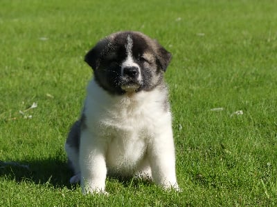 Les chiots de Akita americain