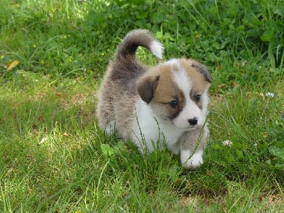 Prénom libre - Welsh Corgi Pembroke