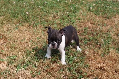 Les chiots de Boston Terrier