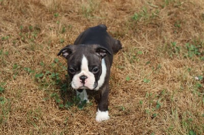 Les chiots de Boston Terrier