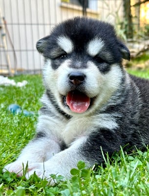 Les chiots de Alaskan Malamute